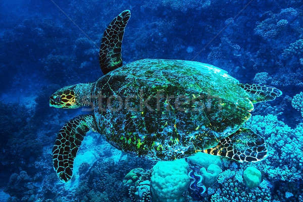 Big turtle undersea Stock photo © Anna_Om