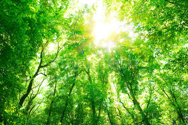 Green forest background Stock photo © Anna_Om