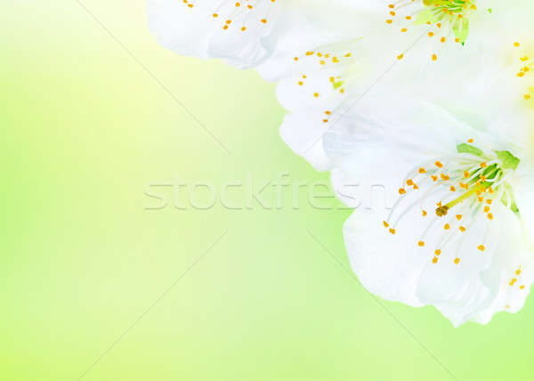 Stock photo: Beautiful blooming spring flowers