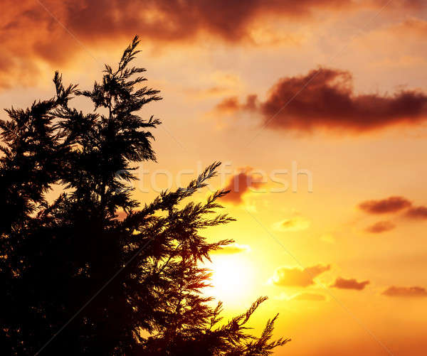 Silhouette of tree over sunset Stock photo © Anna_Om