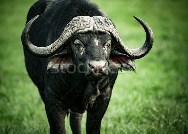 Beautiful buffalo portrait Stock photo © Anna_Om