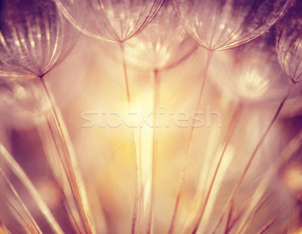 Belle pissenlit macro photo sécher fleur [[stock_photo]] © Anna_Om