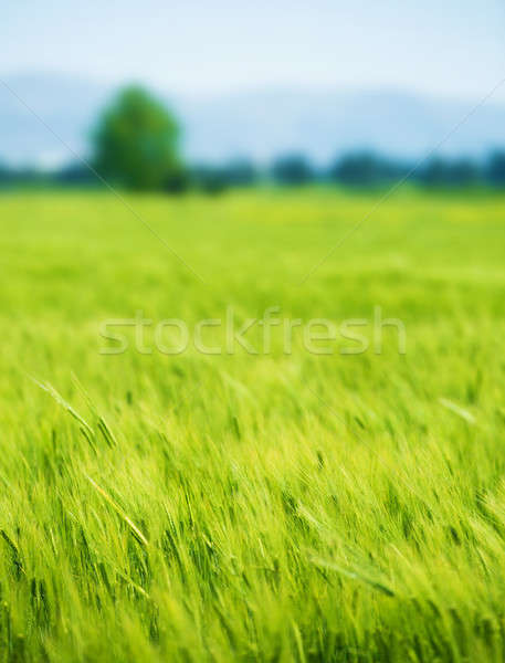 świeże zielone pole pszenicy piękna rolniczy krajobraz Zdjęcia stock © Anna_Om