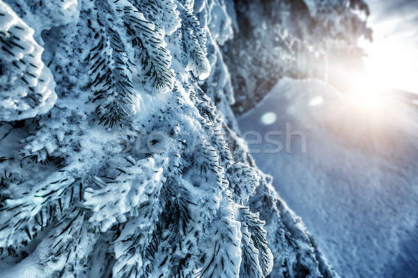 Gyönyörű tél erdő friss fenyőfa ágak Stock fotó © Anna_Om