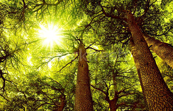 Zonnige ceder bos oude zeldzaam bomen Stockfoto © Anna_Om