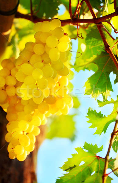 Winogron rozwój słoneczny ogród Zdjęcia stock © Anna_Om