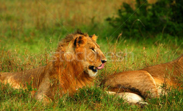 Young wild african lion Stock photo © Anna_Om