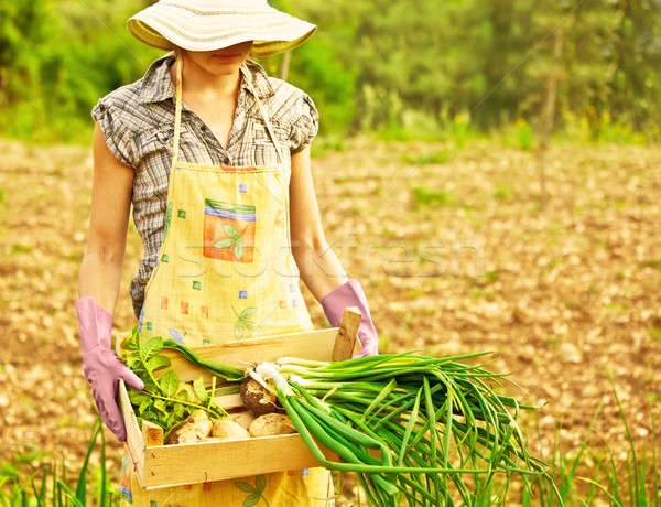 Szczęśliwy ogrodnik pracy kobieta dziedzinie młodych Zdjęcia stock © Anna_Om