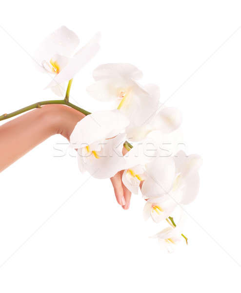 Female hand with orchid flowers Stock photo © Anna_Om