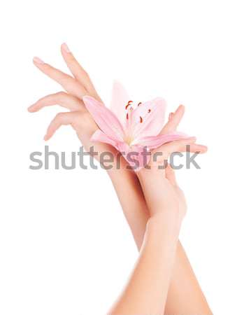 Women's arm holding pink lily flower Stock photo © Anna_Om