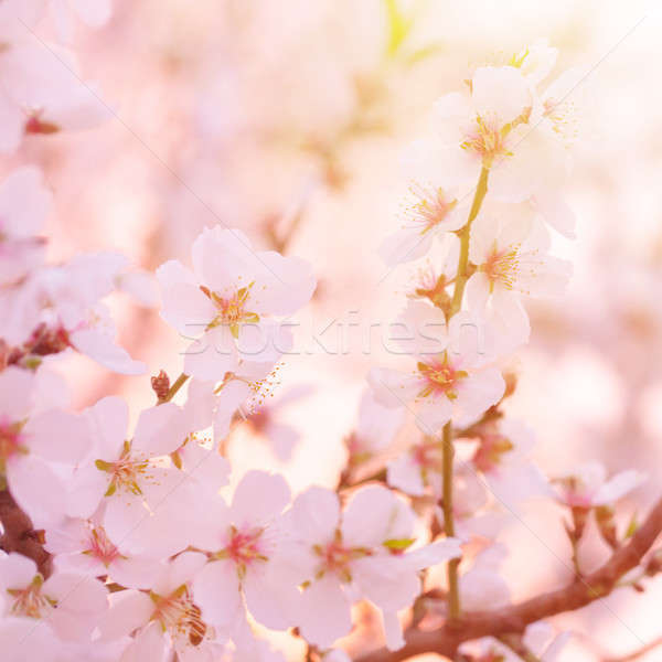 Almafa virágzó gyönyörű képzőművészet puha fókusz Stock fotó © Anna_Om