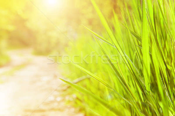 Spring sunny day Stock photo © Anna_Om