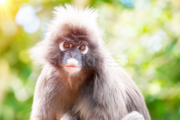 Dusky Leaf Monkey Stock photo © Anna_Om