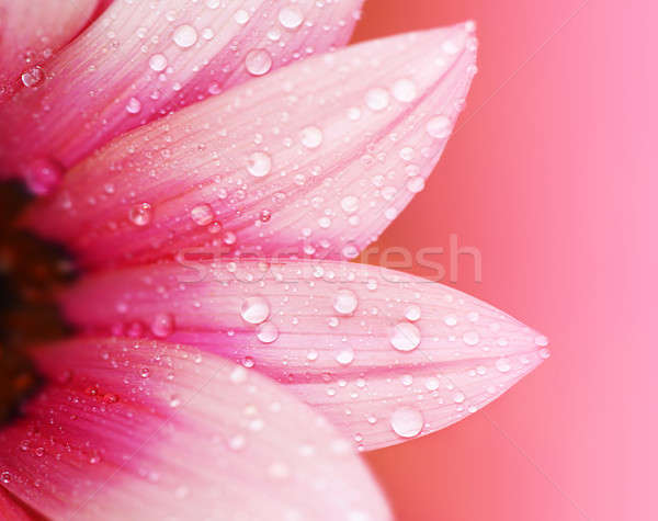 Streszczenie kwiat płatki różowy kwiat makro piękna Zdjęcia stock © Anna_Om