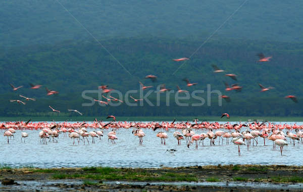 Flamingó Afrika Kenya tó víz tavasz Stock fotó © Anna_Om