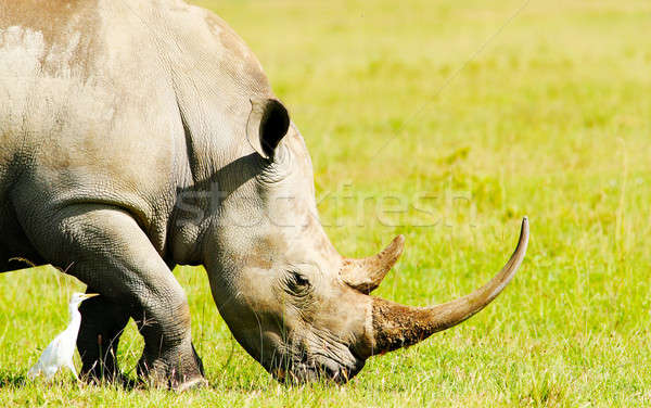 Rinocer Africa Kenia lac primăvară Imagine de stoc © Anna_Om