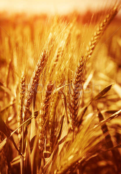 Wheat field background Stock photo © Anna_Om