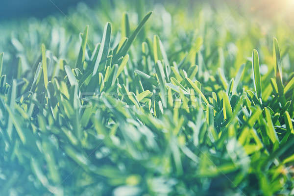 Vintage grass background Stock photo © Anna_Om