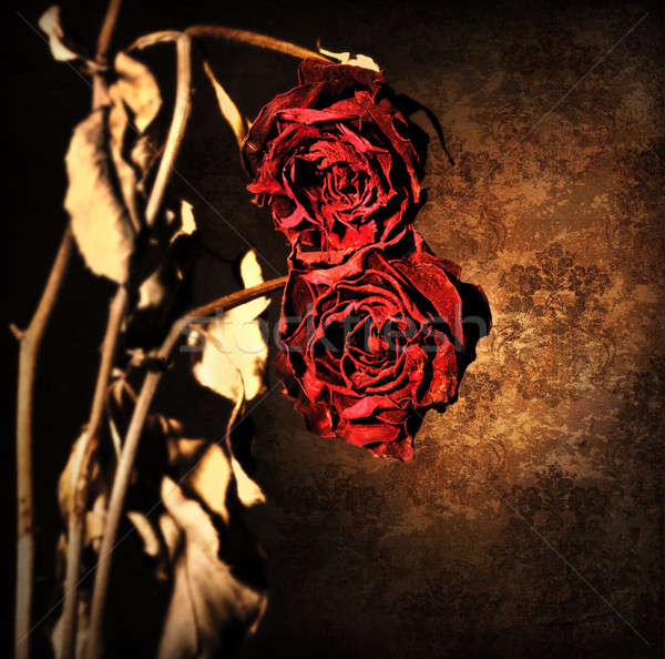 Grunge wilted roses border Stock photo © Anna_Om