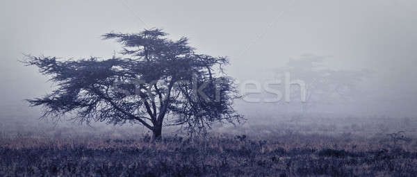 Stock foto: Baum · neblig · nebligen · Wald · Afrika · Natur