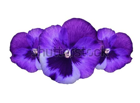 Purple pansy flowers Stock photo © Anna_Om