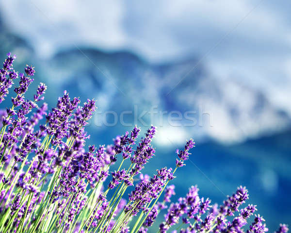 Lavender fields beneath French Alps Stock photo © Anna_Om