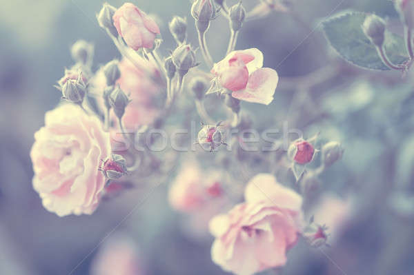 Pastel rose background Stock photo © Anna_Om