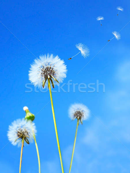 Foto stock: Dandelion · campo · blue · sky · flores · nuvens