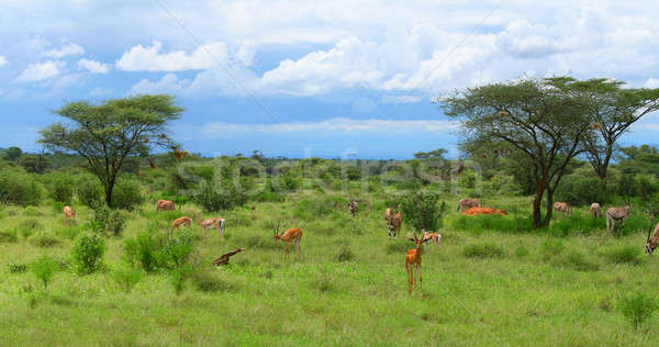 Vad Afrika Kenya tavasz mező kék Stock fotó © Anna_Om