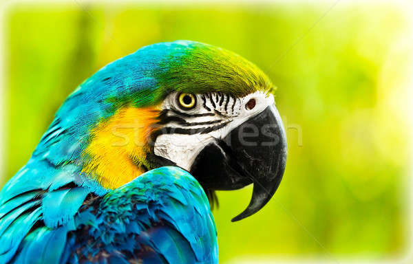 Exotic colorful African macaw parrot Stock photo © Anna_Om