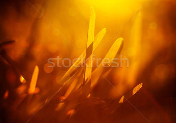 Fresh grass in yellow light Stock photo © Anna_Om
