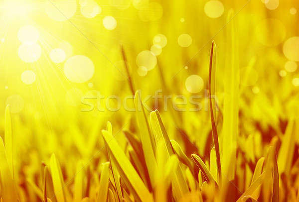 Abstract grass background Stock photo © Anna_Om