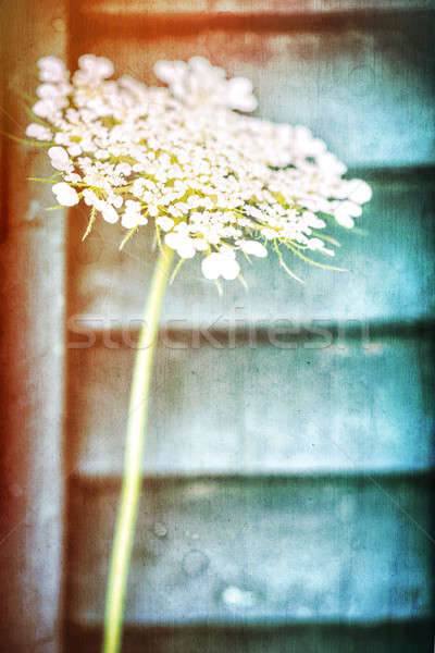 Stock fotó: Gyönyörű · tavaszi · virág · gyengéd · fehér · fából · készült · grunge