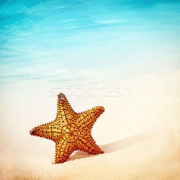 Beautiful starfish background Stock photo © Anna_Om