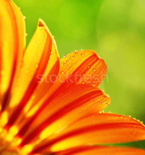 Streszczenie kwiat płatki kolorowy kwiatowy granicy Zdjęcia stock © Anna_Om