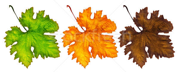 Three different autumn leaves Stock photo © Anna_Om