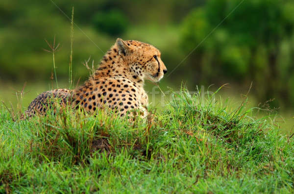 Afryki gepard Afryki Kenia wiosną Zdjęcia stock © Anna_Om
