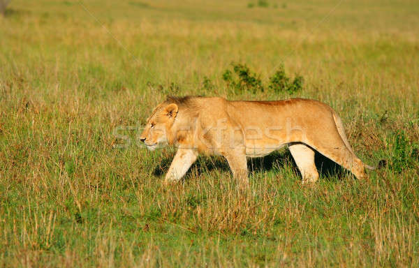 Wild african lion Stock photo © Anna_Om