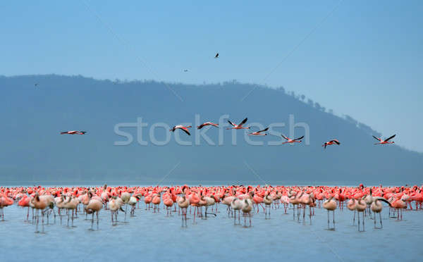 Flamingó Afrika Kenya tó víz tájkép Stock fotó © Anna_Om