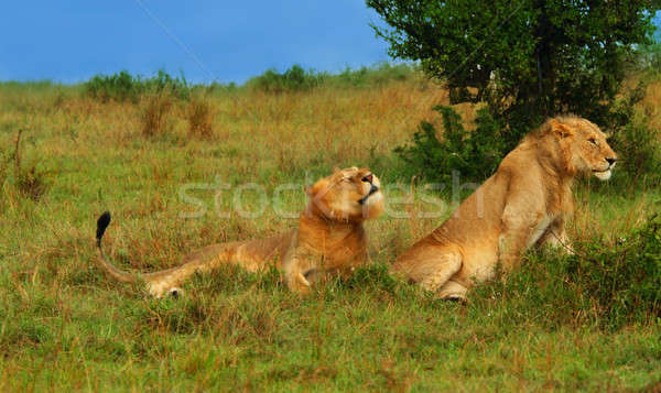 Foto stock: Jovem · africano · África · Quênia · família