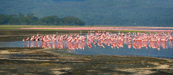 Flamingo africa Kenia lago acqua panorama Foto d'archivio © Anna_Om