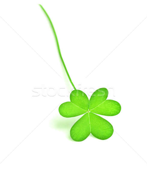 Stock photo: Green fresh clover