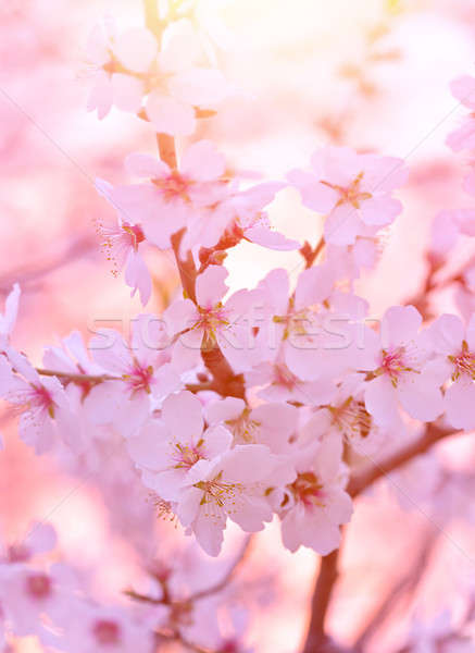Belle floraison arbre fleur résumé floral Photo stock © Anna_Om