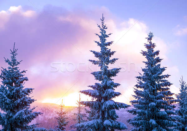 Gyönyörű tél tájkép magas fenséges fenyő Stock fotó © Anna_Om