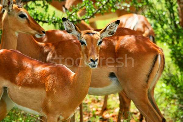 Wild antelope Stock photo © Anna_Om