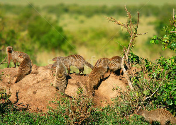 Mongoose Stock photo © Anna_Om