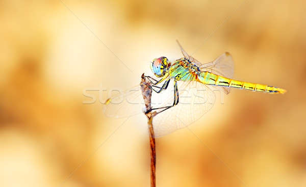 портрет Dragonfly красивой красочный тело Сток-фото © Anna_Om