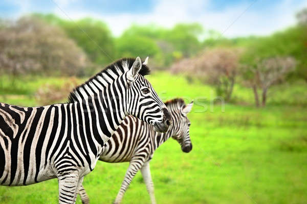 Wild zebras of African continent Stock photo © Anna_Om