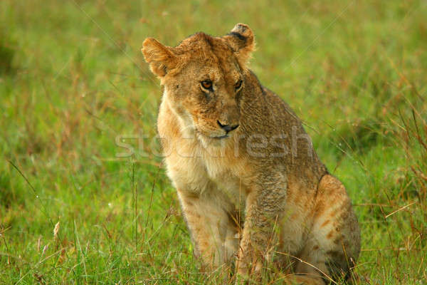 Young Lion under rain Stock photo © Anna_Om