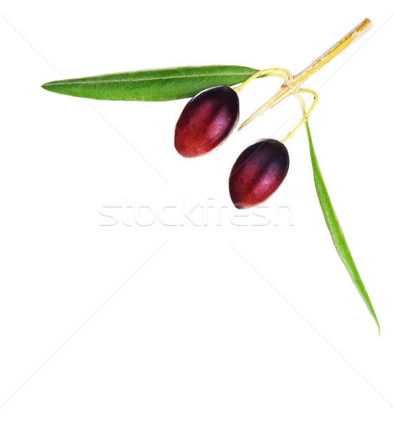 Olive branch border Stock photo © Anna_Om